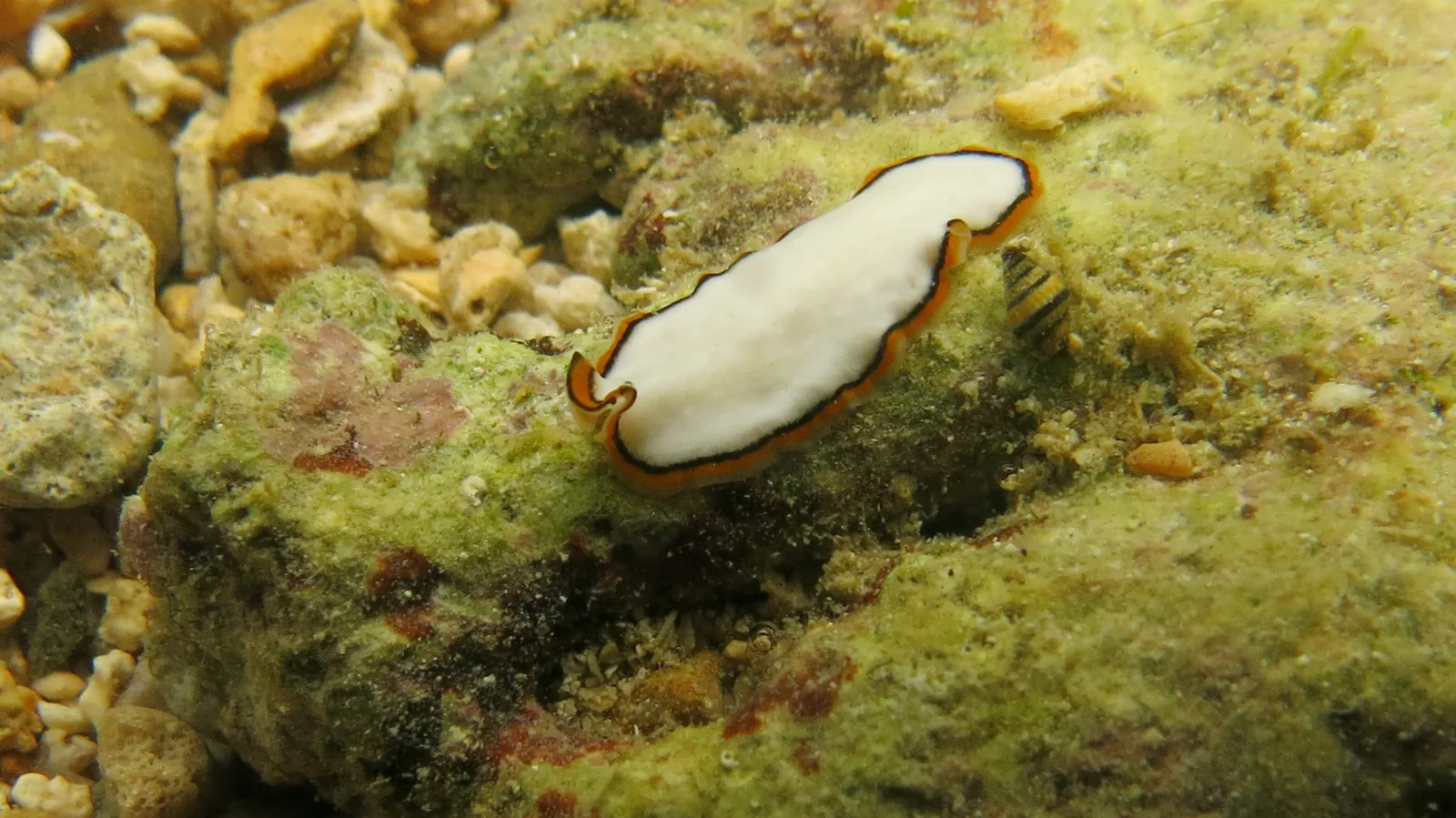 Pseudoceros meenae